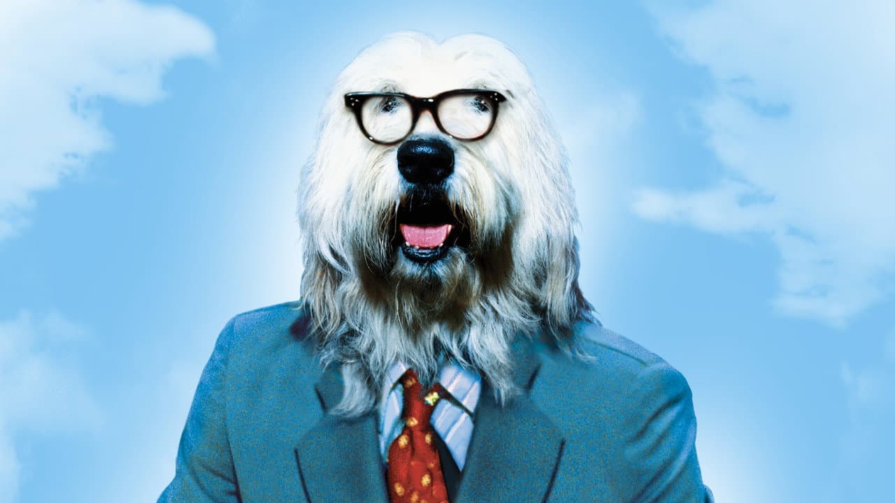 The Shaggy D.A.