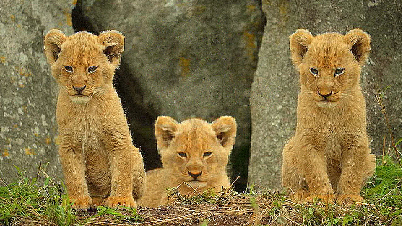 Wild Babies (2022) wallpaper #3 — 1280×720 HD backdrop — The adventures of lion cubs, elephants, penguins, pangolins and more as they learn to… — free HD background for desktop, MacBook, mobile & iPhone (ref jf3SnVDOR66seJWCIVCEpRpjbwq)
