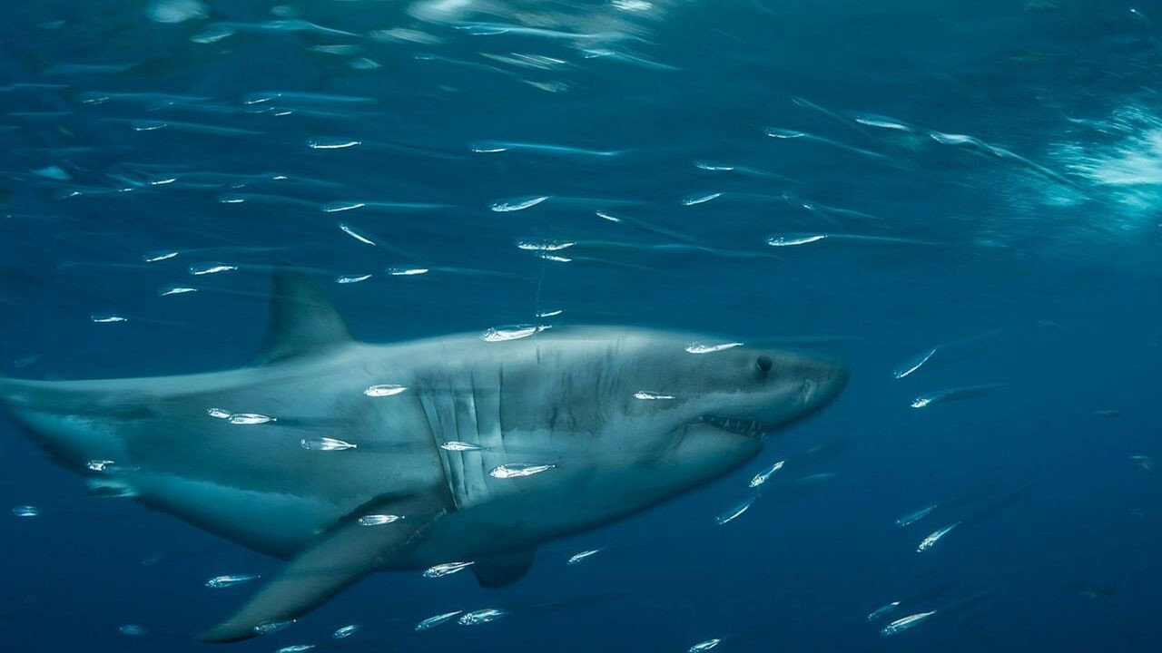 Planet Shark (2022) wallpaper #1 — 1280×720 HD backdrop — For the first time, scientists are unlocking the secrets of sharks. Featuring newly… — free HD background for desktop, MacBook, mobile & iPhone (ref mkaMpPRyOXNufWMWozZ3IaSjava)