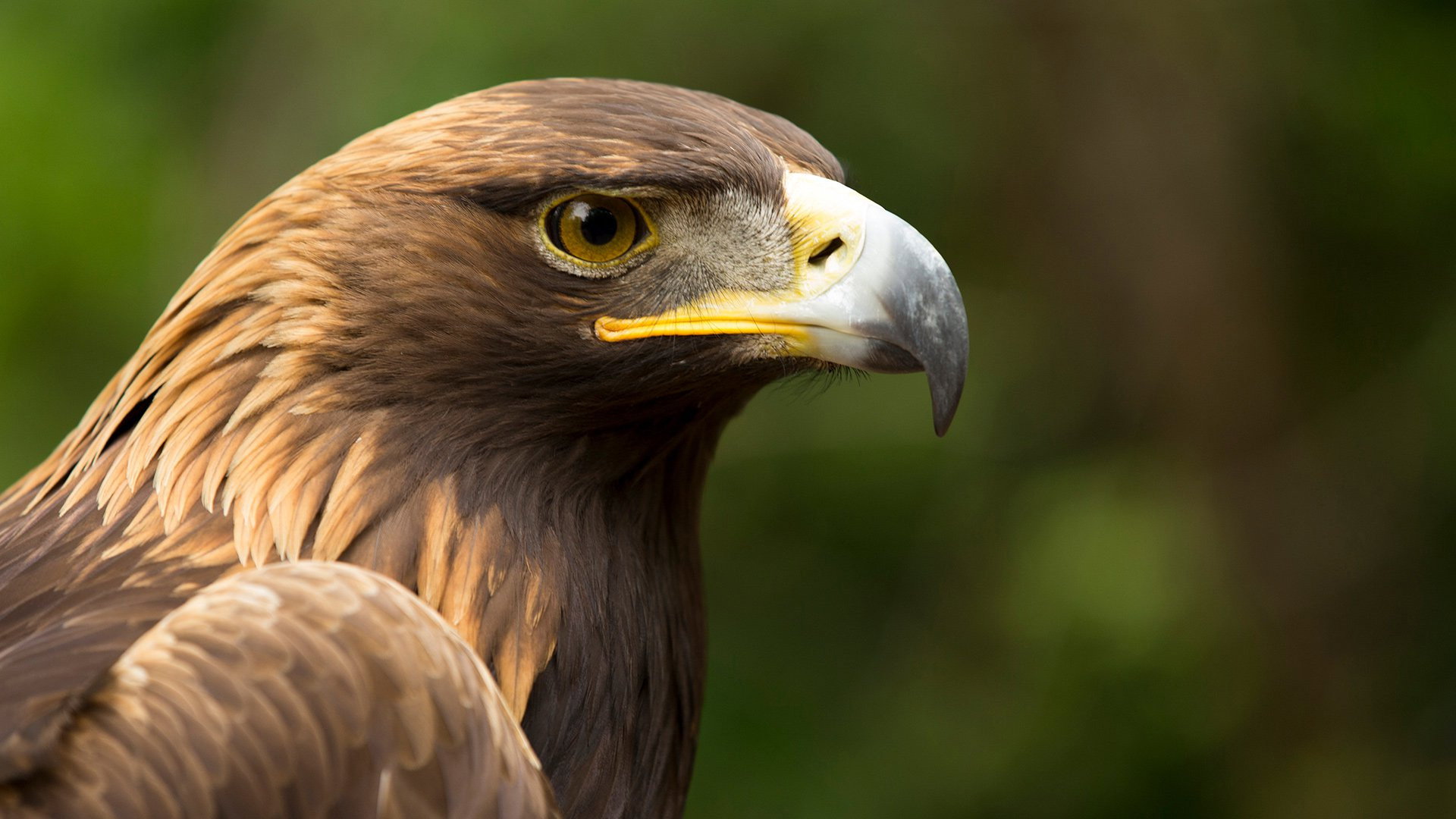 Eagle Power (2020) wallpaper #1 — 1920×1080 Full HD backdrop — Eagles dominate the skies. But what makes these predators so special? Researchers study… — free HD background for desktop, MacBook, mobile & iPhone (ref yYU8ZKOW4Z3xQXDxJU6Wyh4O2Sy)