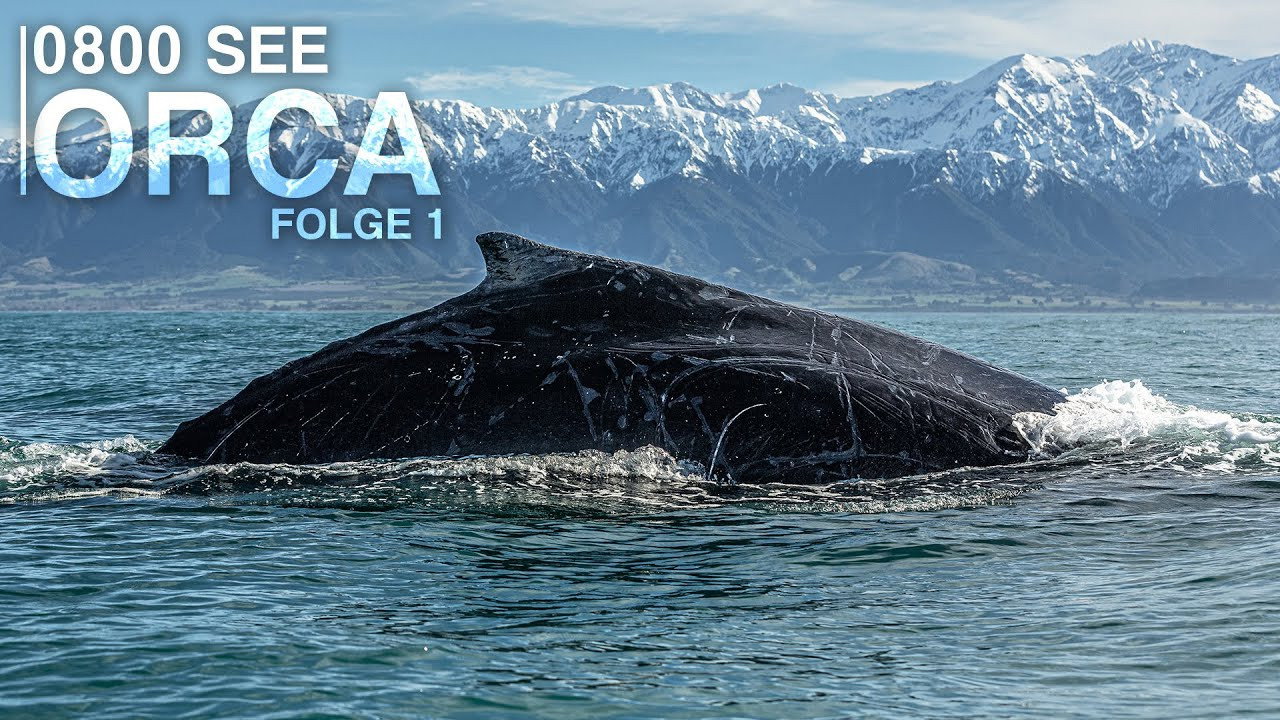 0800 SEE ORCA (2022) wallpaper #1 — 1280×720 HD backdrop — Documentary TV show cinematic scene — free HD background for desktop, MacBook, mobile & iPhone (ref z09UcAFPQJR8k6QLjBlEn2urzGS)