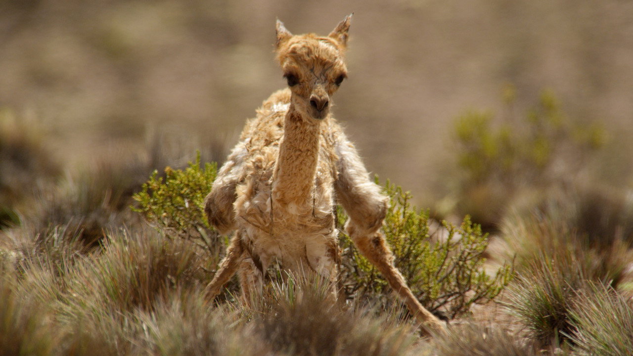 The Wild Andes (2018) wallpaper #6 — 3840×2160 4K UHD backdrop — Explore the Andes mountains' extremes and celebrate the animals that call it home on a… — free HD background for desktop, MacBook, mobile & iPhone (ref 6uPoPD2QAgWnVxaHrRRiO2NUTzF)