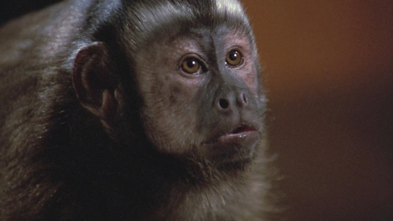 Monkey Shines wallpaper 8 — 1835×1032 cinematic backdrop