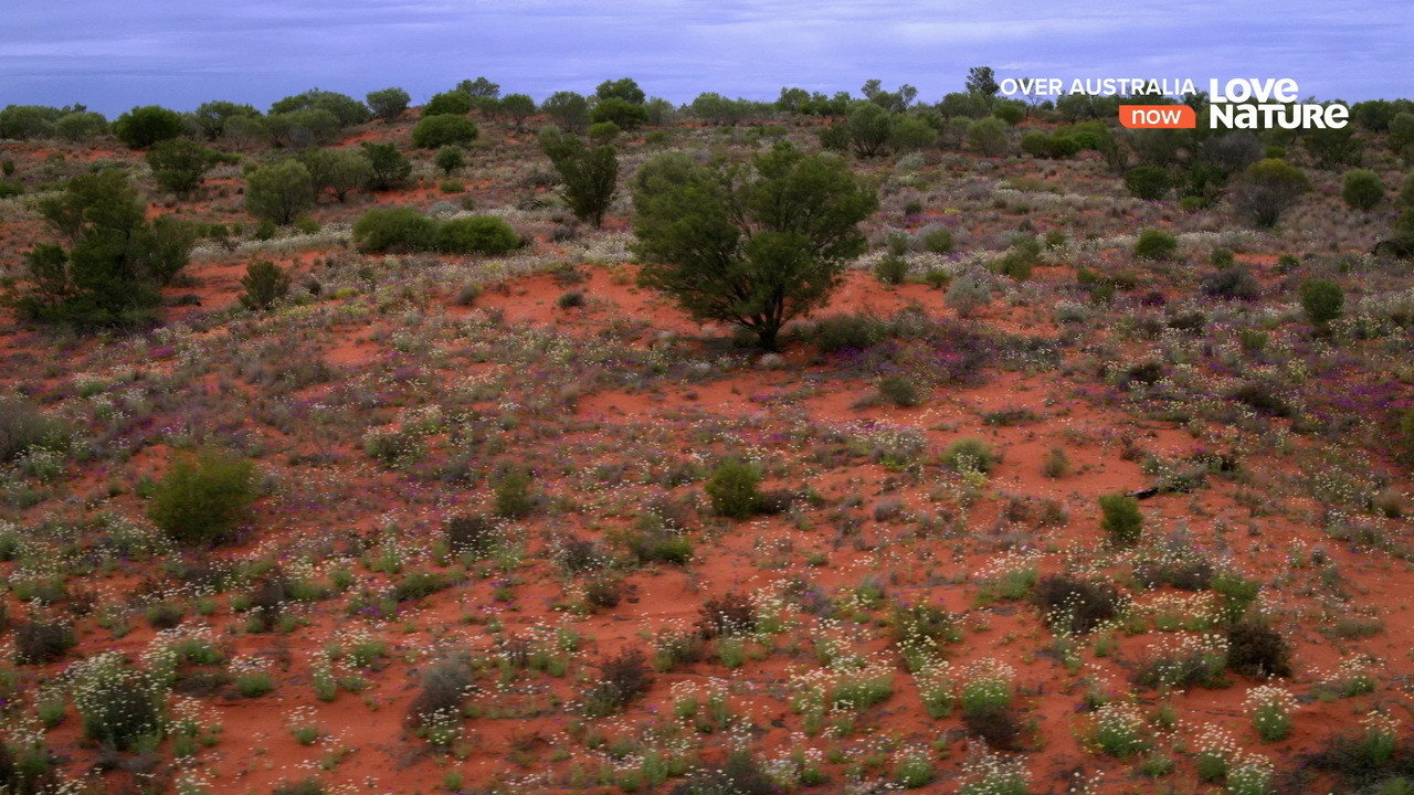 Over Australia wallpaper 6 — 1280×720 cinematic backdrop
