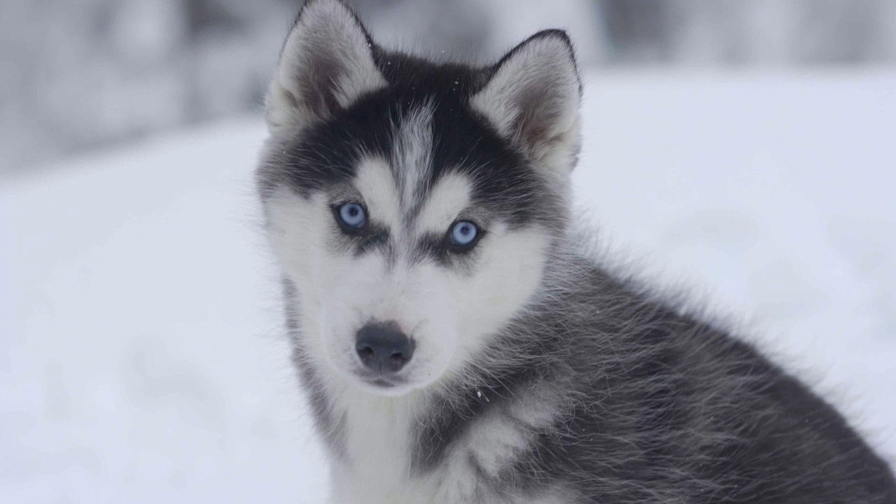 Snow Buddies wallpaper 4 — 1920×1080 cinematic backdrop