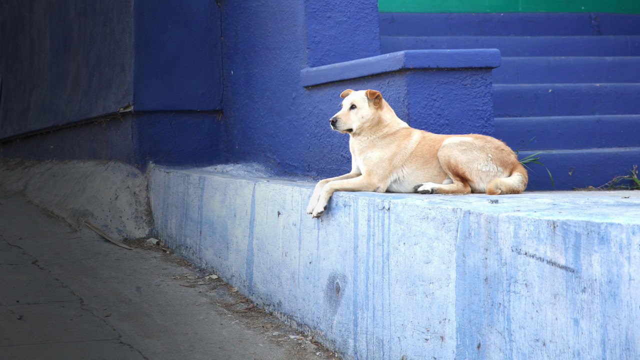 Dog: Impossible (2019) wallpaper #6 — 3840×2160 4K UHD backdrop — Dog behavior specialist Matt Beisner and his team help owners learn how to handle their… — free HD background for desktop, MacBook, mobile & iPhone (ref pytUG2fk86eIsT0LOSr5f2IsfGd)