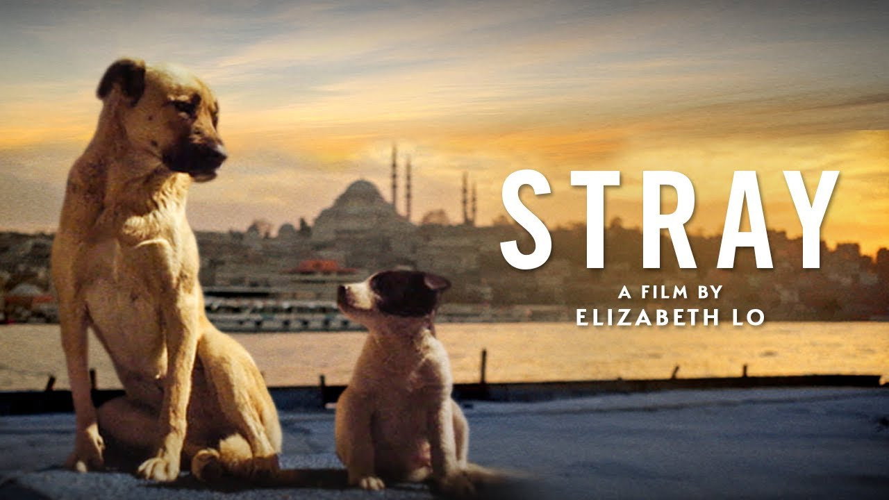 Stray wallpaper 10 — 1280×720 cinematic backdrop