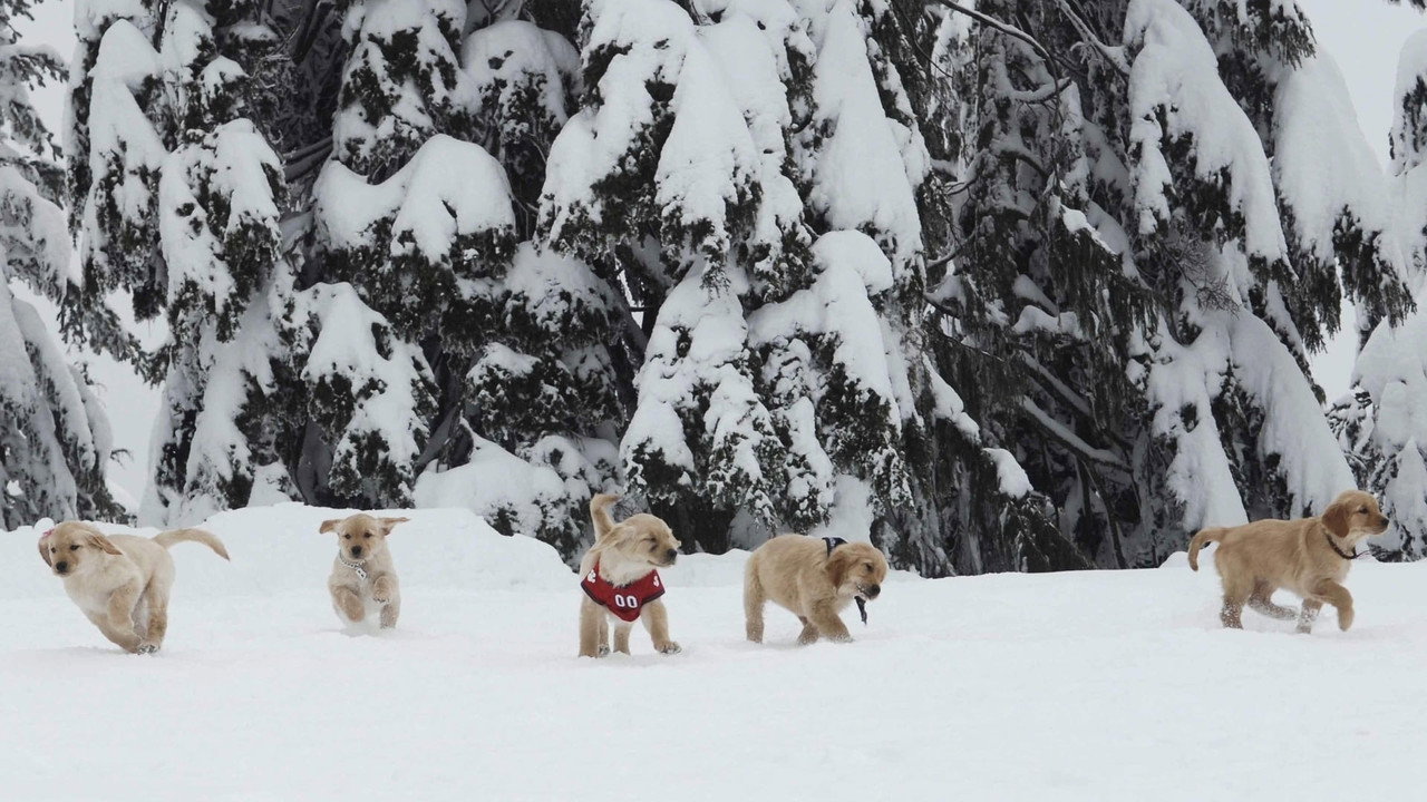 Snow Buddies wallpaper 9 — 1920×1080 cinematic backdrop