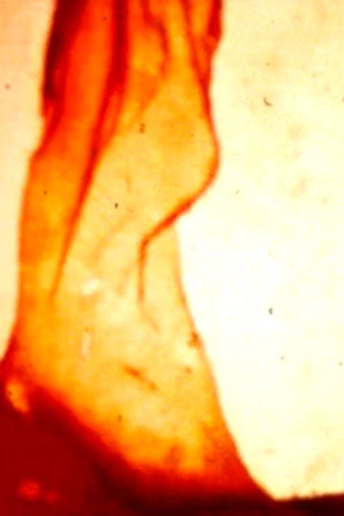 Flamethrowers vertical backdrop 1