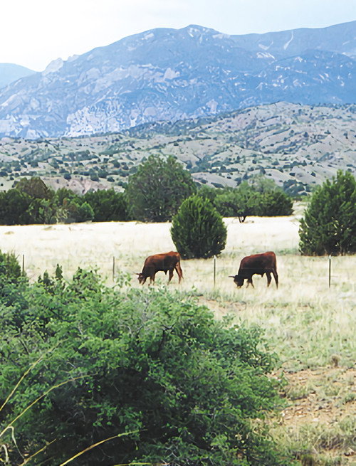 Whose Home on the Range? vertical backdrop 1