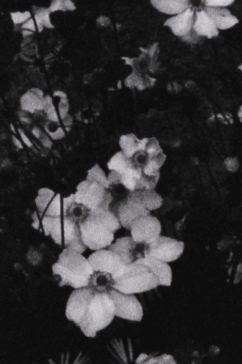 Für P. (Weiße Blumen) vertical backdrop 1